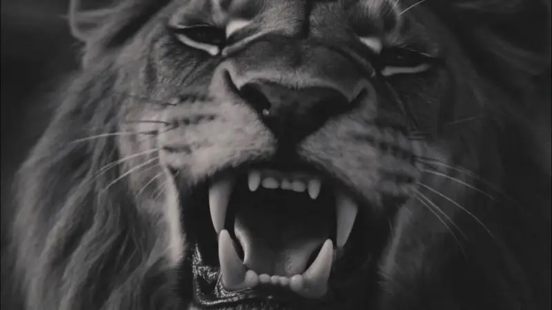 keskin aslan yakışmaz kafeste şarkı sözleri