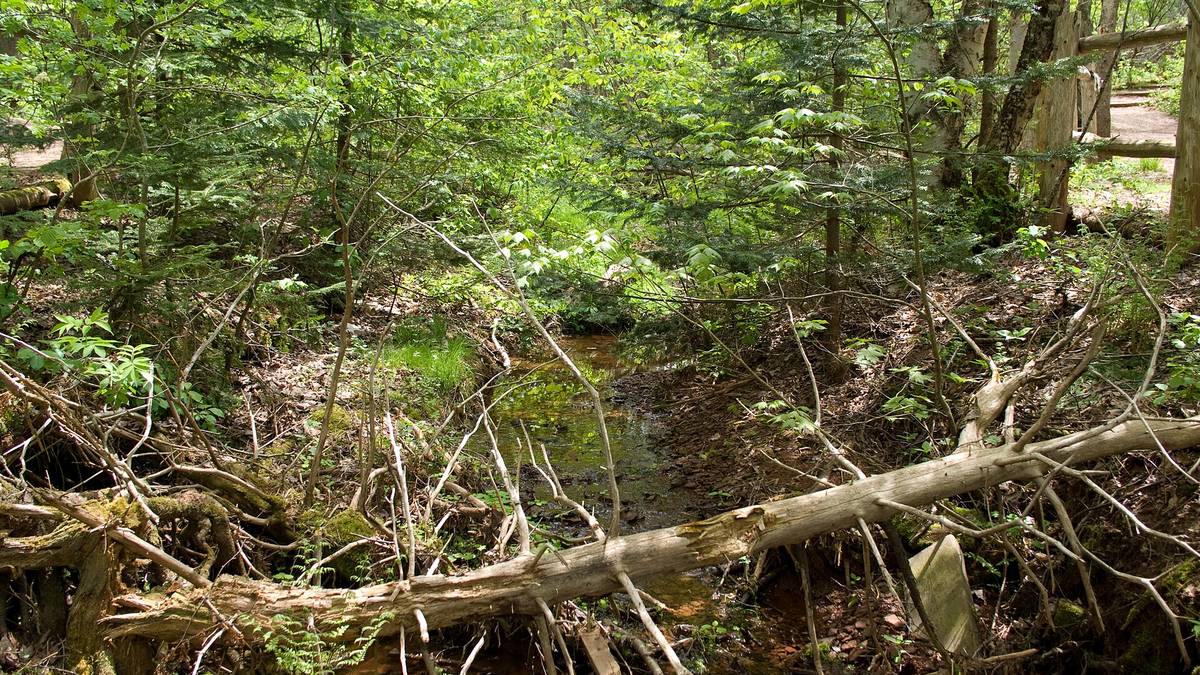 Green Gables yakınındaki Haunted Wood ormanında güneş ışığı alan yemyeşil ağaçlar ve yere devrilmiş dallar