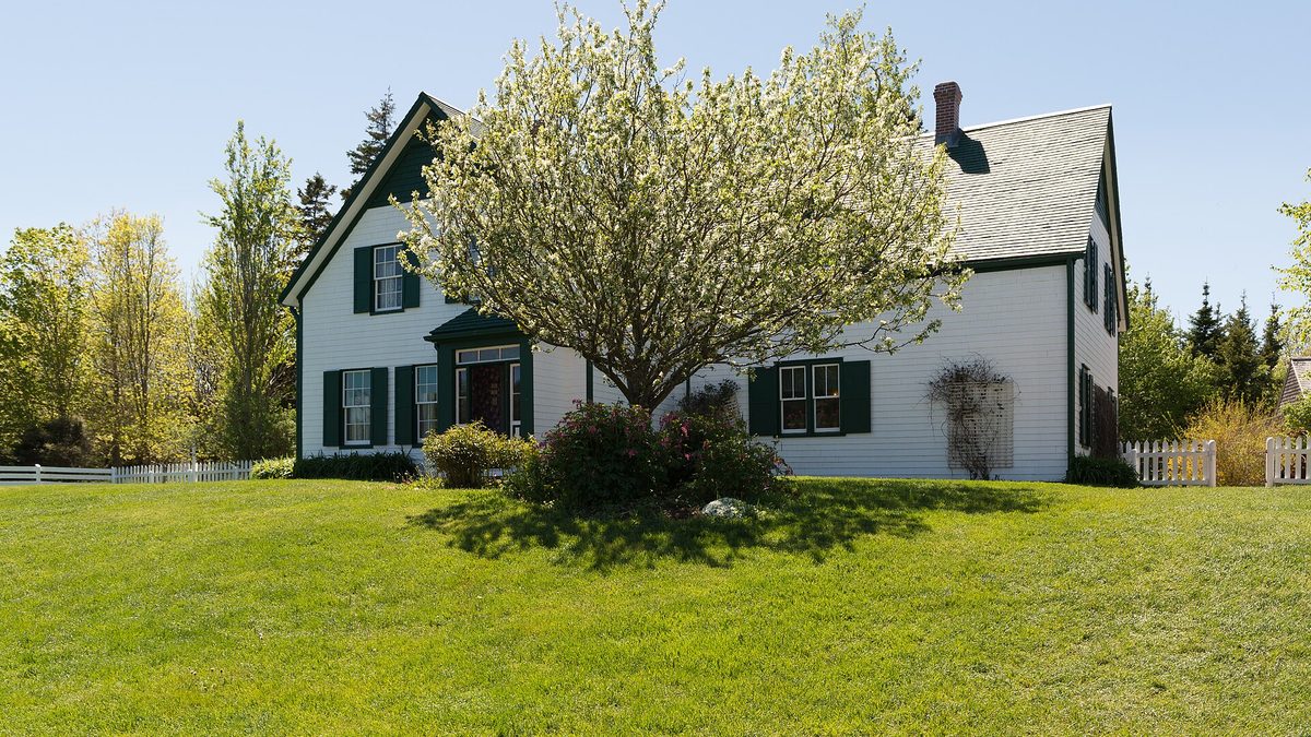 Beyaz çiçek açmış bir ağacın gölgelediği, yeşil panjurlu Green Gables evinin arka bahçesi