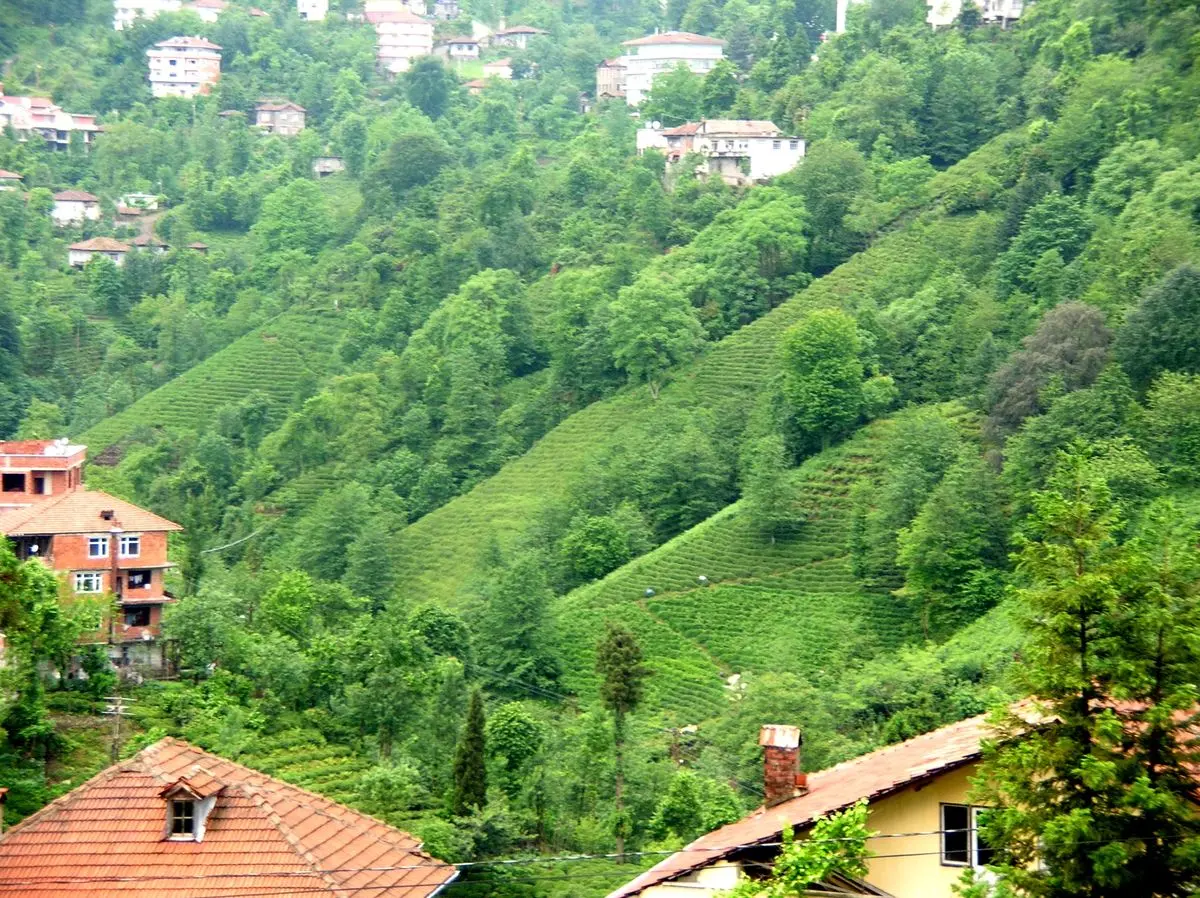 Rize’de yamaçlara basamak basamak dikilmiş yeşil çay bahçeleri arasında kırmızı çatılı evler