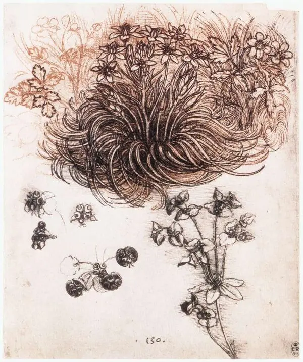 Leonardo da Vinci’nin kırmızı tebeşir ve mürekkeple çizdiği bitki çalışması: Kâğıdın üst yarısında girdap gibi kıvrılan uzun yapraklarıyla yıldız çiçeği, altta küçük çiçekler ve dallı bir bitki
