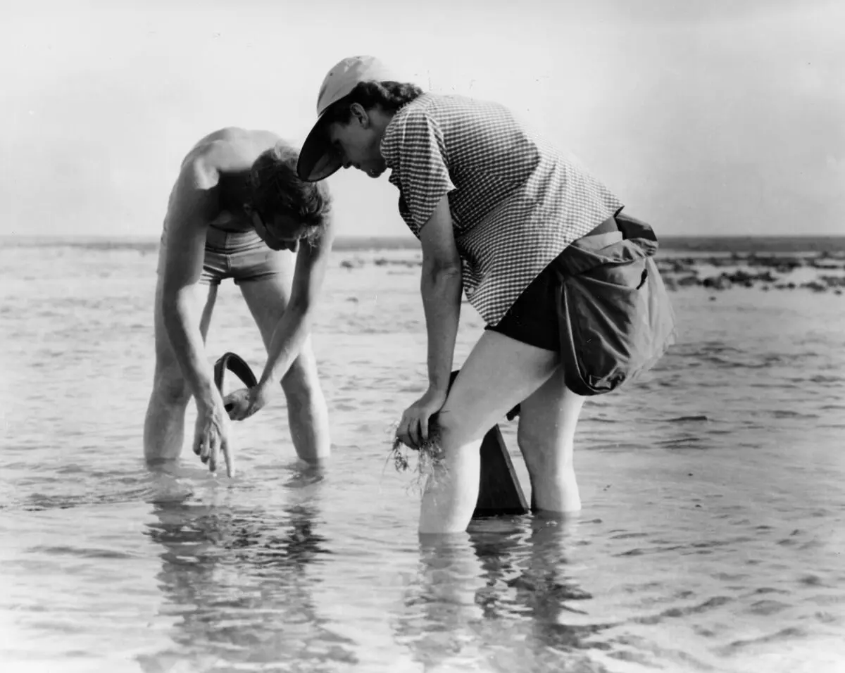 Siyah beyaz fotoğraf: Dizlerine kadar denize girmiş Rachel Carson ve Bob Hines eğilerek sığ sudan örnek topluyor, arkada düz ufuk çizgisi