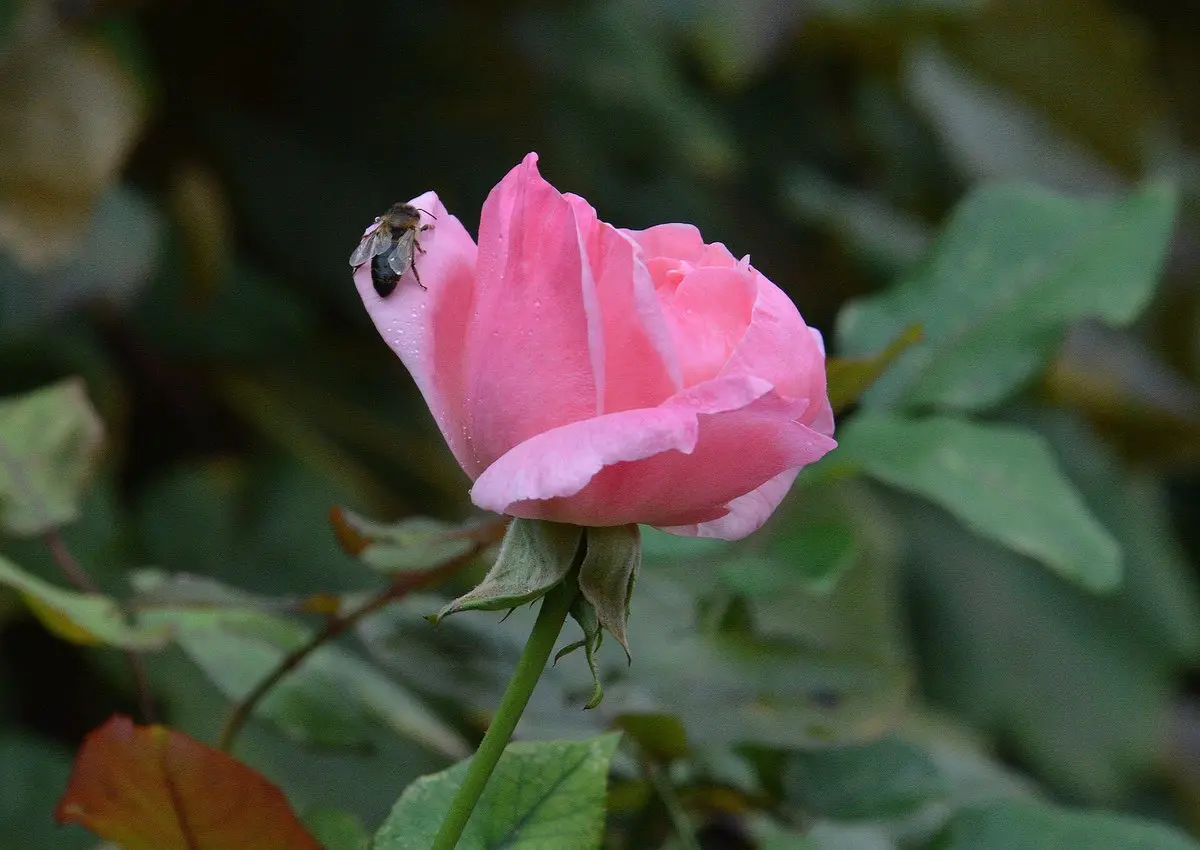 Yeşil yapraklar arasında tek başına açmış pembe bir gül