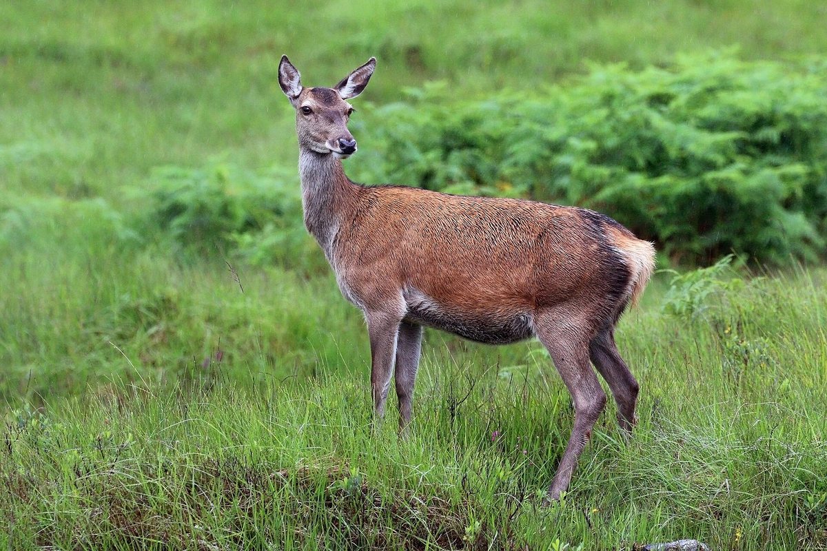 İskoçya'nın Highland bölgesinde Glen Garry'de, yeşil çayırlık bir yamaçta dikkatle bakan kızıl bir dişi geyik