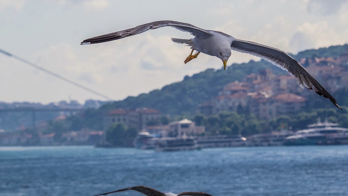 İstanbul Boğazı'nın üzerinde kanatlarını açmış uçan bir martı, arkada yeşil tepeler ve kıyıdaki evler
