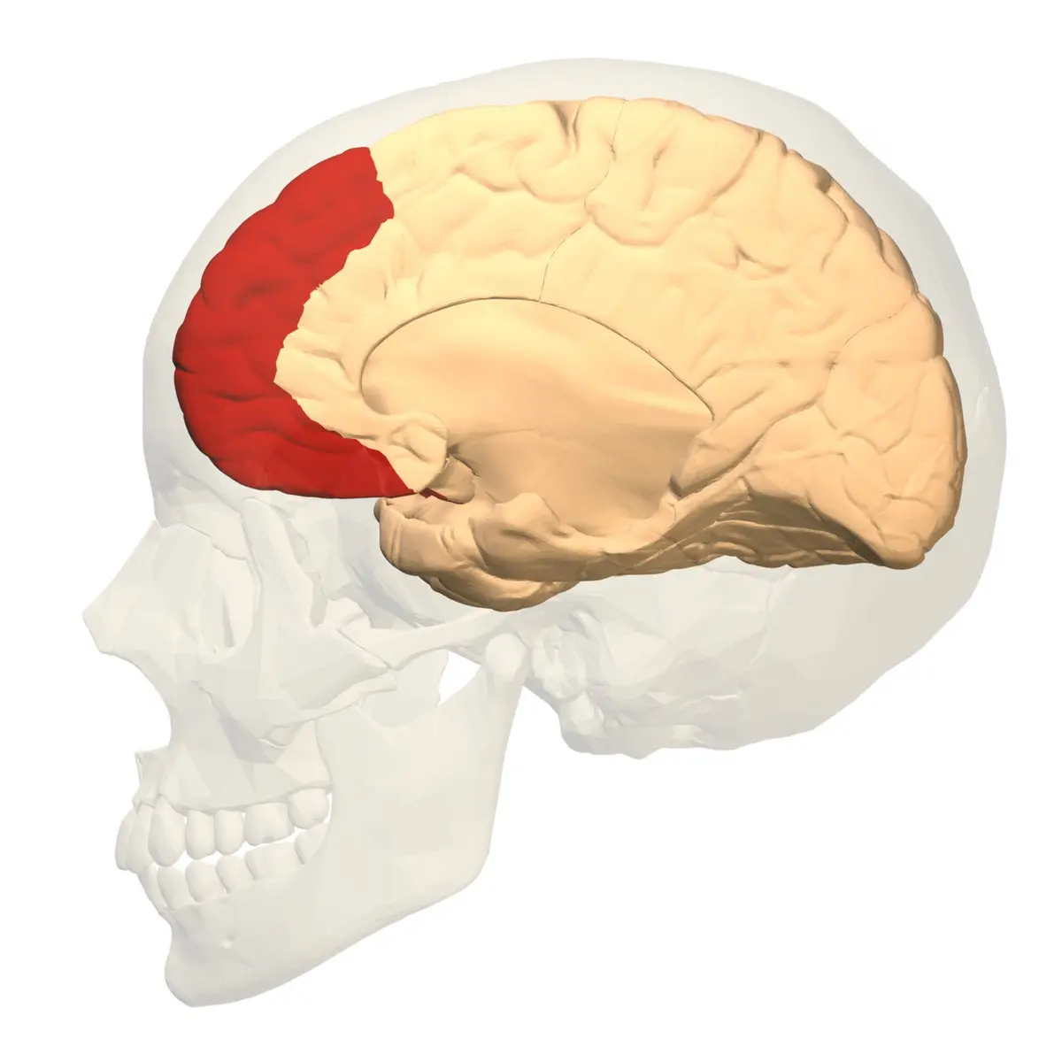Kafatası içindeki beyin modelinde ön bölümdeki prefrontal korteks kırmızıyla gösterilmiş
