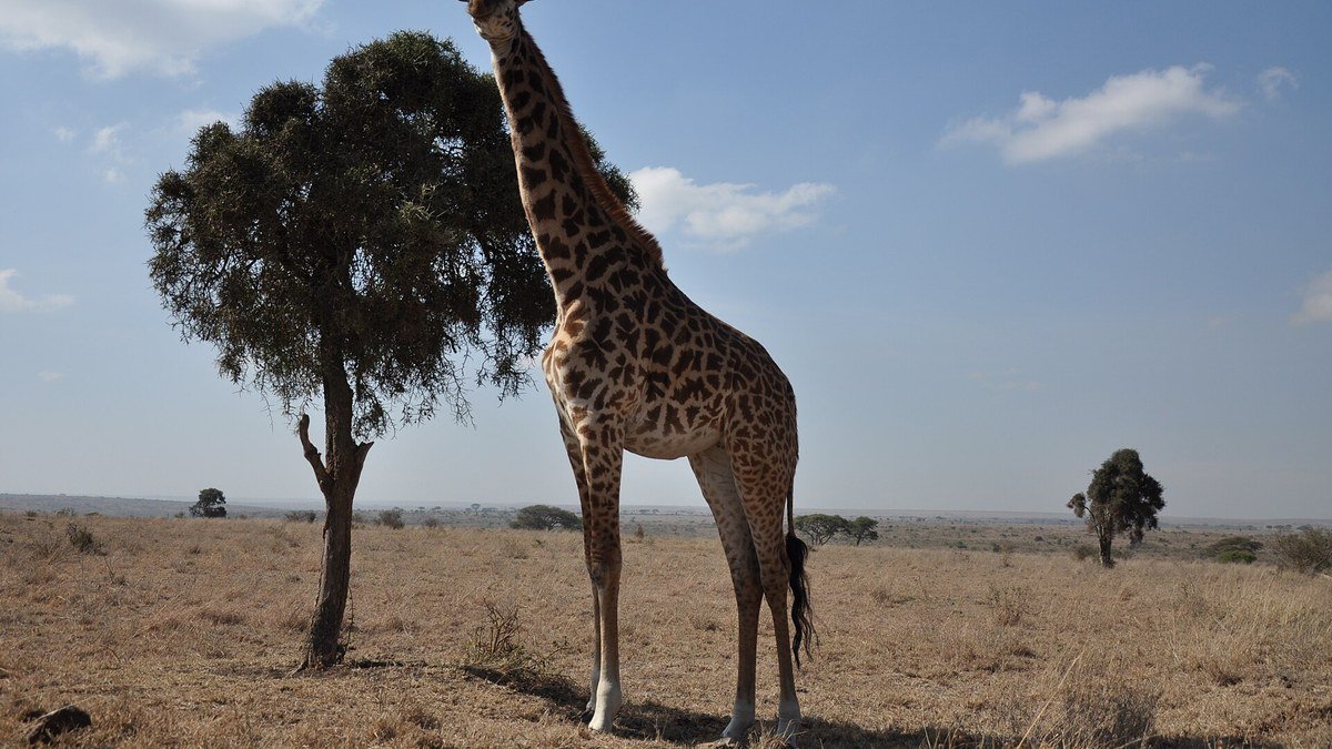Kenya'daki Nairobi Ulusal Parkı'nda kuru otlarla kaplı düzlükte bir ağacın yanında duran zürafa